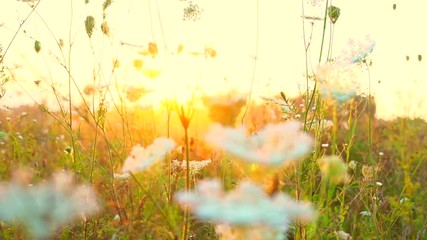 Canvas Print - Summer field meadow flowers. Beautiful nature scene with blooming flowers in sun flare. Sunny day. Spring. Summer camomille background. Springtime. Slow motion. Full HD 1080p