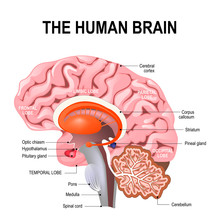 Detailed Anatomy Of The Human Brain.