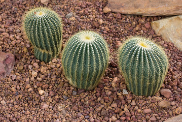 cactus plant decoration on rock in the garden