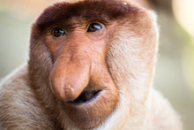 Portrait Of Fabulous Long-nosed Monkey