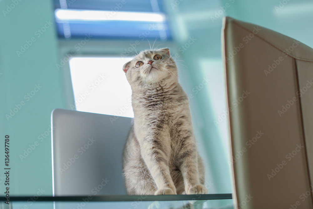Cute cat standing on glass table near laptop