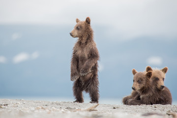 little cubs waiting for his mother bear