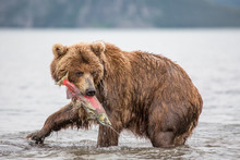 The Bear Was Caught And Eat Fish Salmon