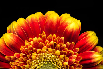 Wall Mural - Close up of a red and yellow gerber

