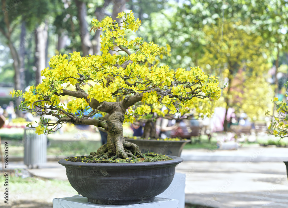 bonsai media Akadama Japanese Ibaraki Bonsai Tree Soil Growing Media – Kaizen Bonsai main image 0