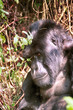 © nyiragongo - Mountain gorilla, Volcano National Park, Rwanda