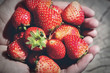 Fresh strawberries closeup. Strawberry berries on hand.
