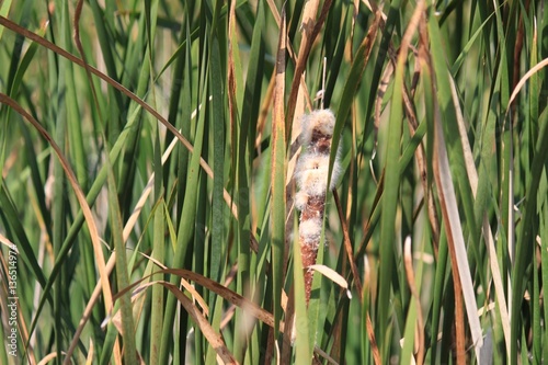Fotografia, Obraz View of wild cattail plants in swampy marsh area of Indiana Dunes landscape during autumn season