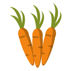 Wall Mural - carrot vegetable vegetarian icon vector illustration eps 10