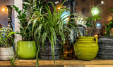 house plants