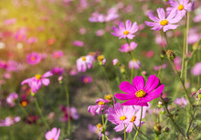  Close Up Pink Cosmos Flowers Blooming In The Field  