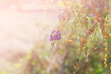 Wall Mural - small flowers in the morning sun.