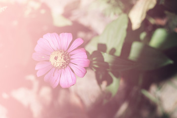 Poster - Small flowers in the morning sun.
