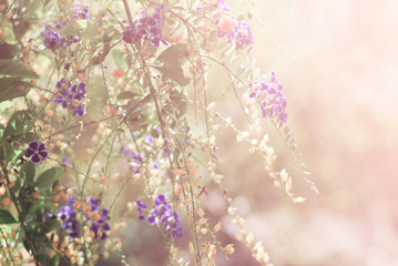 Wall Mural - small flowers in the morning sun.