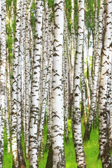 Wall Mural - summer in sunny birch forest