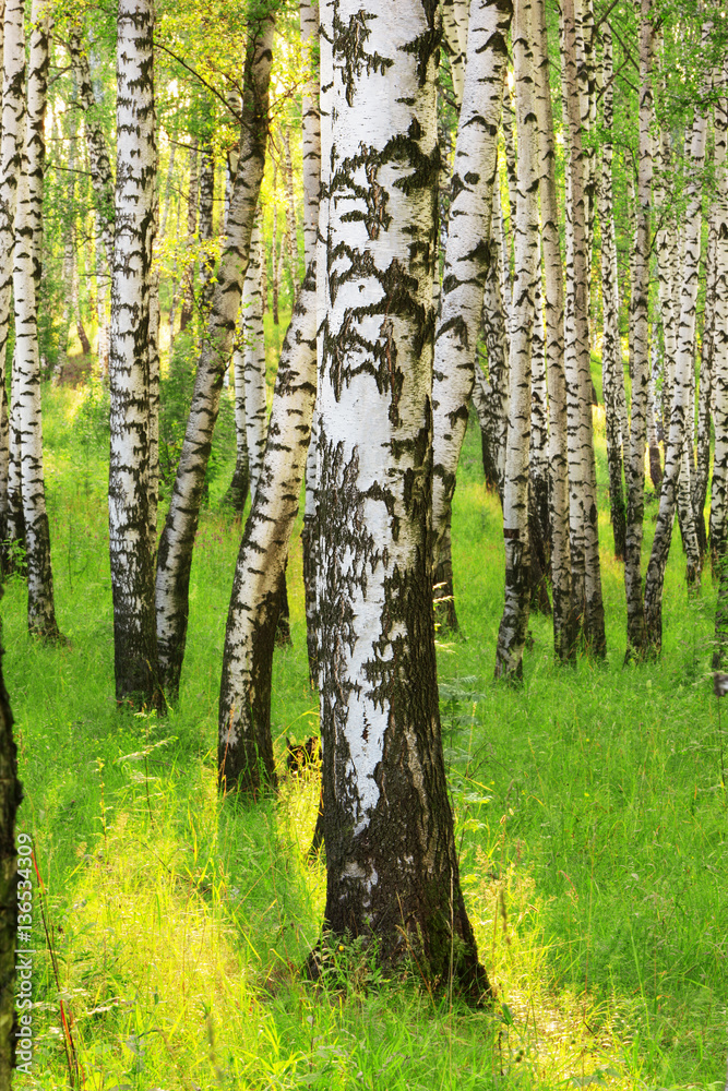 summer in sunny birch forest - obrazy, fototapety, plakaty 