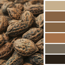Walnuts, Color Palette