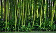 Dicker grüner Bambus