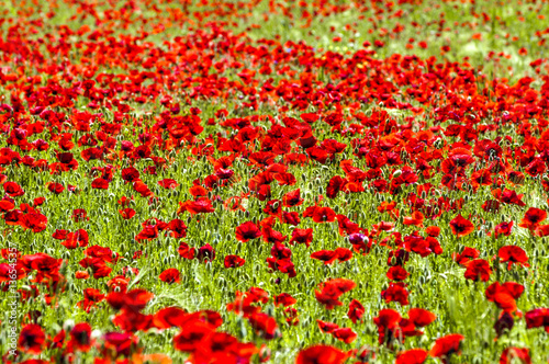 Fotografía Corn poppy in blossom, Croatia, Istria