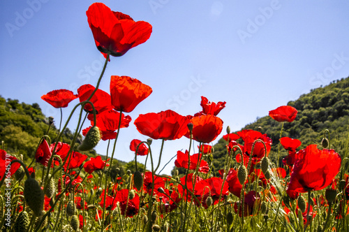 Cuadros en Lienzo Corn poppy in blossom, Croatia, Istria
