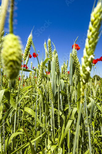 Fotografía Corn poppy in blossom, crops, Croatia, Istria