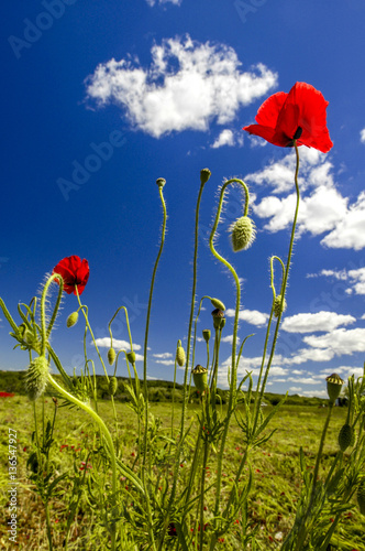 Fotomural Corn poppy in blossom, Slovenia, Southern Slovenia