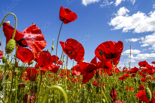 Fotomural Corn poppy in blossom, Slovenia, Southern Slovenia