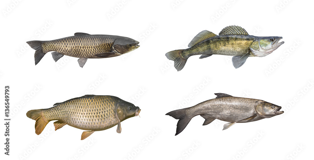 Chub fish isolated on white - obrazy, fototapety, plakaty 