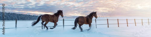 Fotografía Panorama zwei Pferde - Westfalen - laufen im Schnee in den Sonnenuntergang