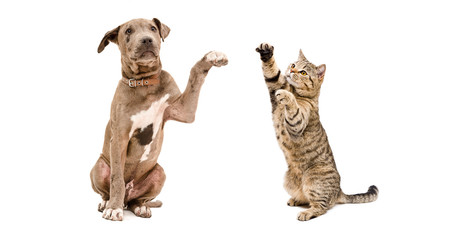 Playful puppy pit bull and a  cat