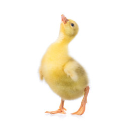 Cute little newborn yellow fluffy gosling. One young goose isolated on a white background. Nice bird.