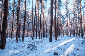  Winter landscape. Xmas background Sunlight in the winter forest.