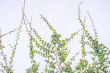 Vine Branch With Leave On Wall