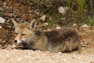 Wall Mural - ruhender Rotfuchs, Rot-Fuchs (Vulpes vulpes) 