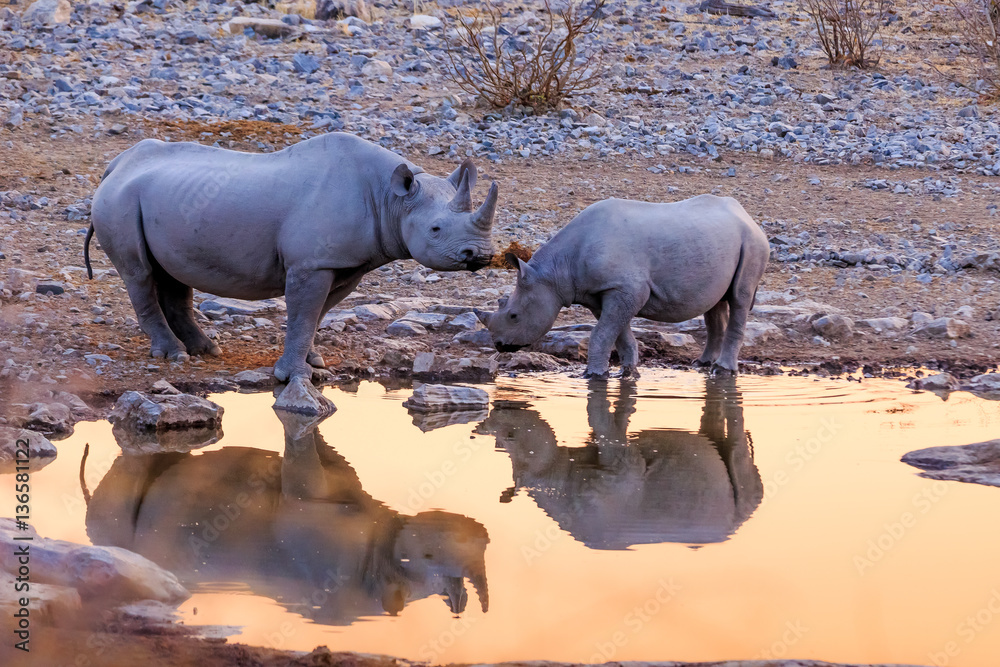 Rhinoceros drinking in Etosha park   at sunset Namibia - obrazy, fototapety, plakaty 