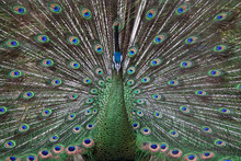 Peacock Displaying Tail Feathers