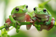 Two Dumpy Tree Frogs On A Plant, Indonesia
