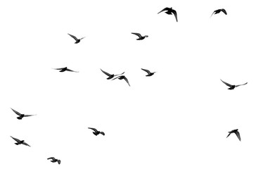 Wall Mural - flock of pigeons on a white background