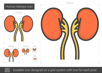 Sticker - Human kidneys line icon.