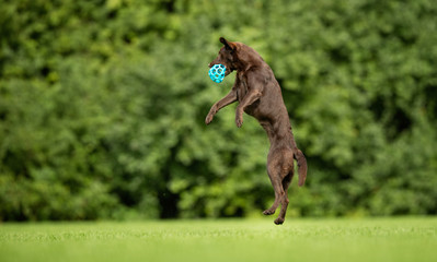 Poster - Labrador Retriever Dog