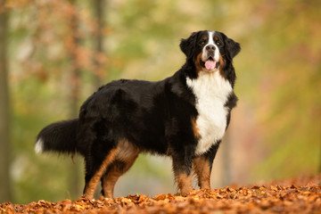 Wall Mural - Berner Sennenhund Dog