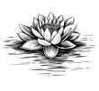 Water lily, hand drawn vector. Lotus illustration.