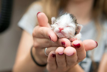Newborn Cat On A Girl.s Hands