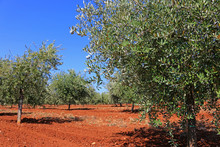 Olive Trees And Red Soil