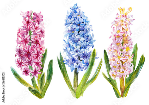 Hyacinth Watercolor Stock Illustration Adobe Stock