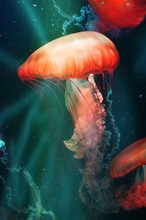 Magical Orange Jellyfish