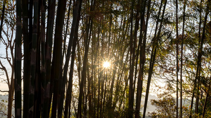 Canvas Print - Beautiful Sunrise over Diamond with tree silhouette at Phu Bo Bit, Loei, Thailand