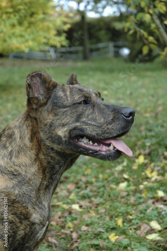 Chien Race Bouvier Portugais Buy This Stock Photo And