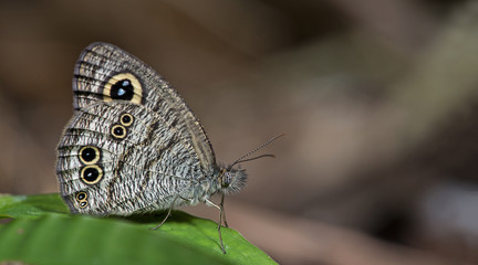 Butterfly, Butterflies feed on green leaf, Common Five-ring ( Ypthima baidus )