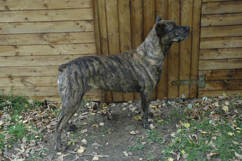 Chien Race Bouvier Portugais Buy This Stock Photo And
